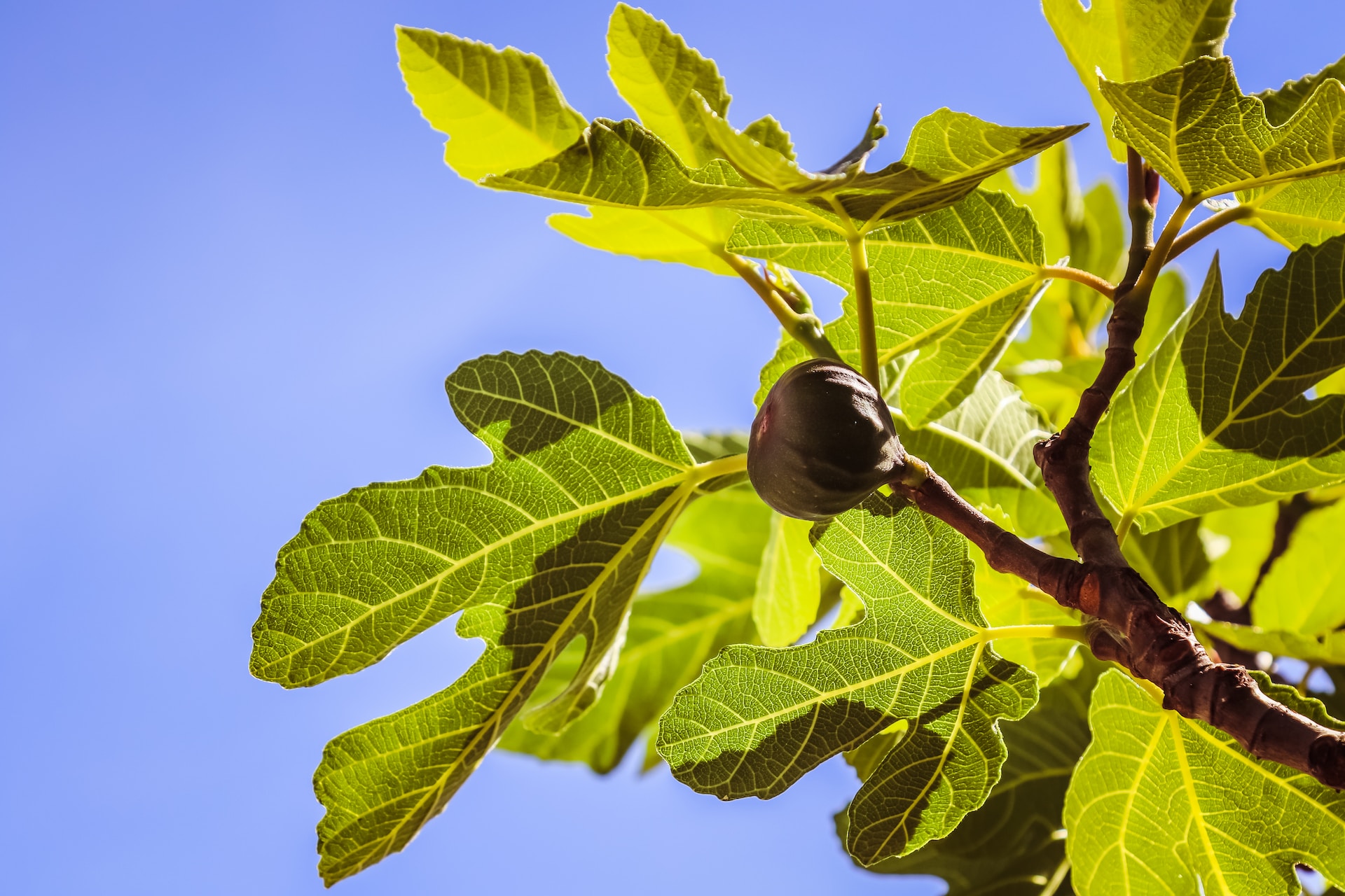 Der Feigenbaum als mediterranes Highlight im Garten so gelingt es vom