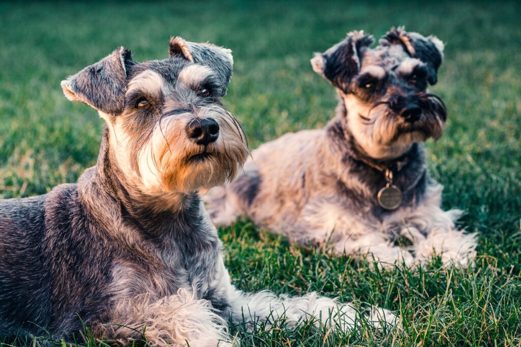 Zwei Hunde auf einer Wiese